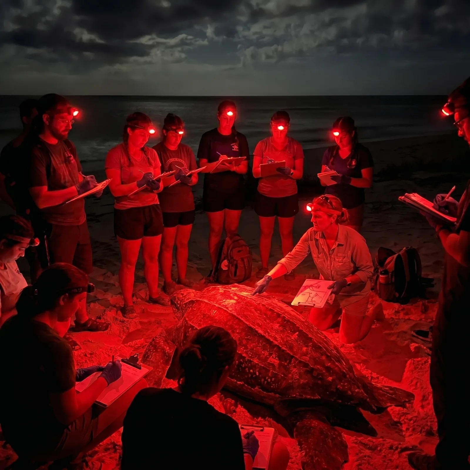 tropic science ocean rockets turtle nesting assistance leather back dominican republic workshop lecture
